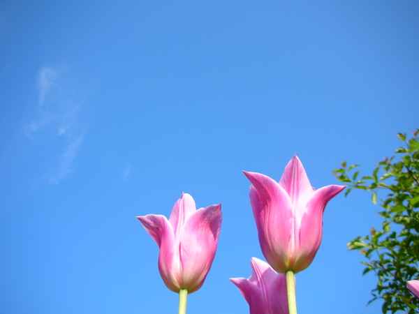 drei tulpen