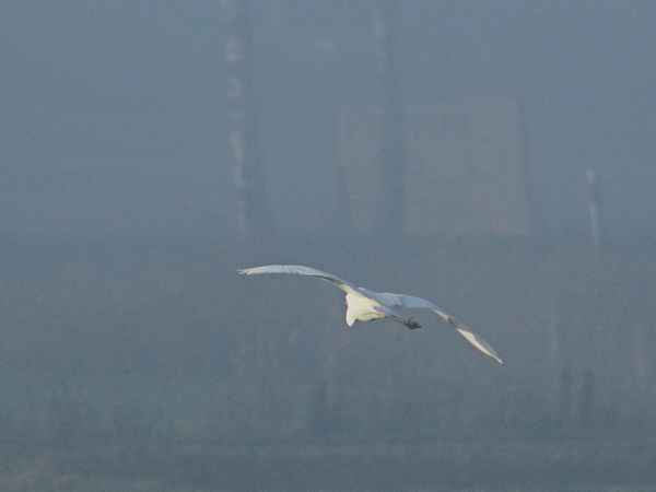 flug durch den nebel
