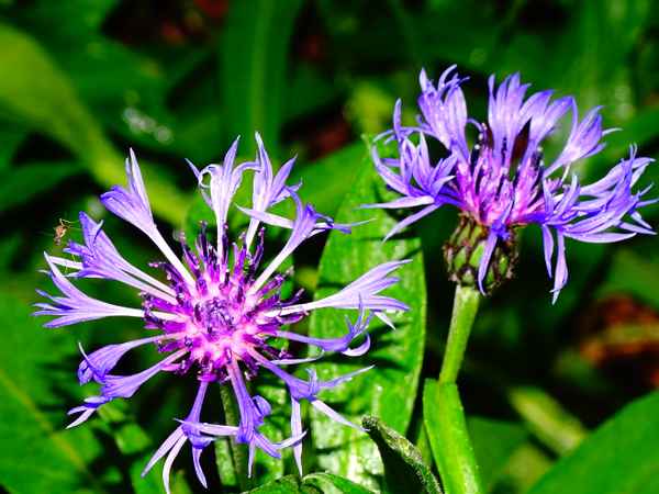 Kornblume