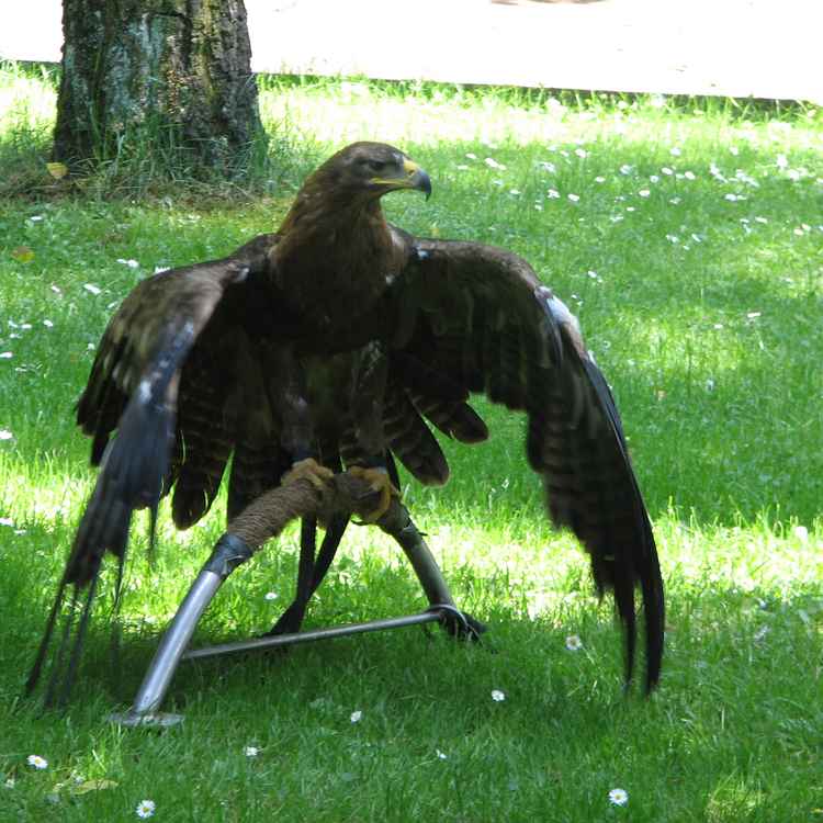 Greifvogelstation Hellenthal - Steinadler