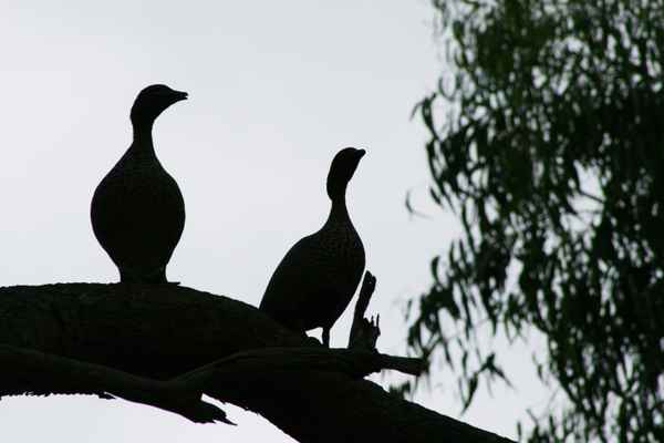 Wildenten