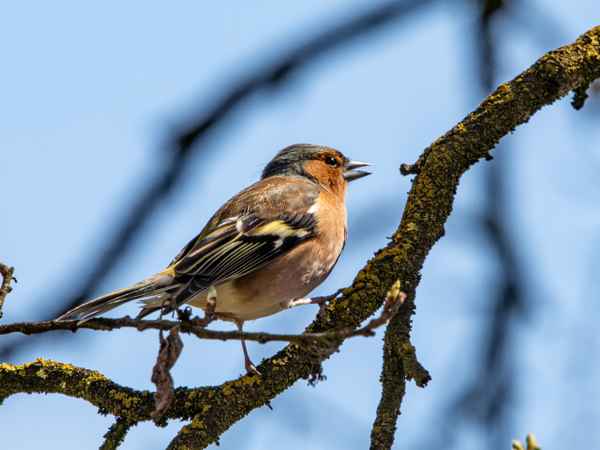 Ich sing dir ein Lied_1