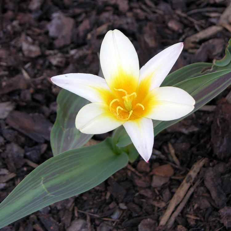 Blume