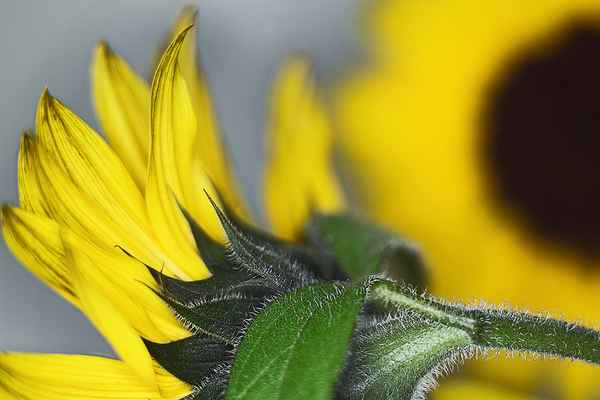 Sonnnenblumen