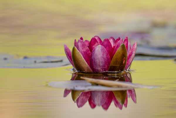 Rote Seerose