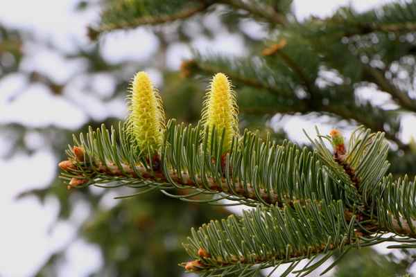 Tannenblüten