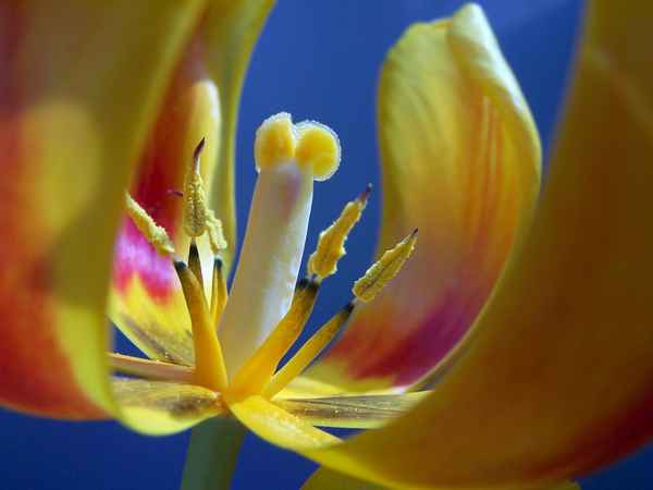 Tulpe