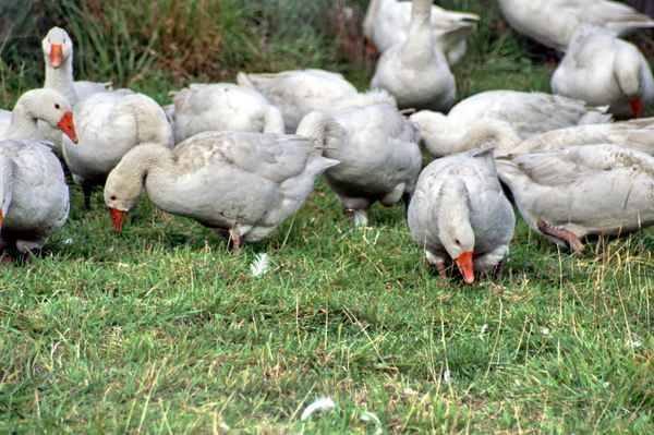  Gänse beim Futtern