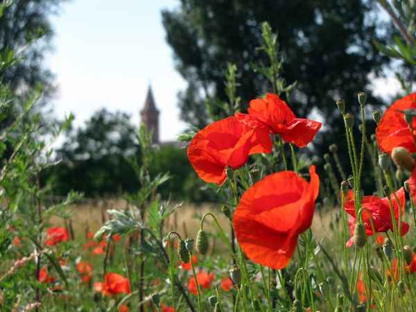 Mohnblumen