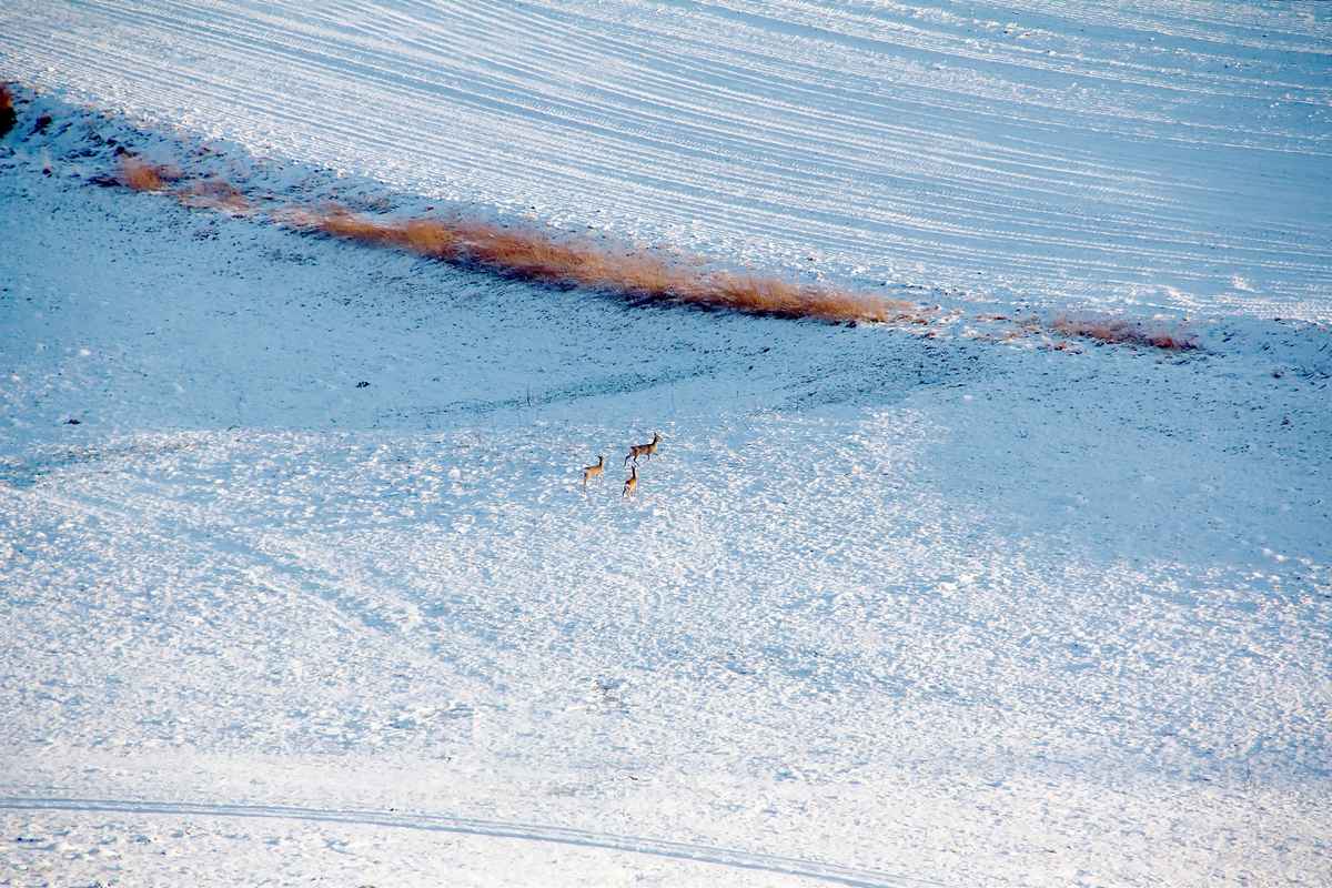 Rehe auf einer Wiese