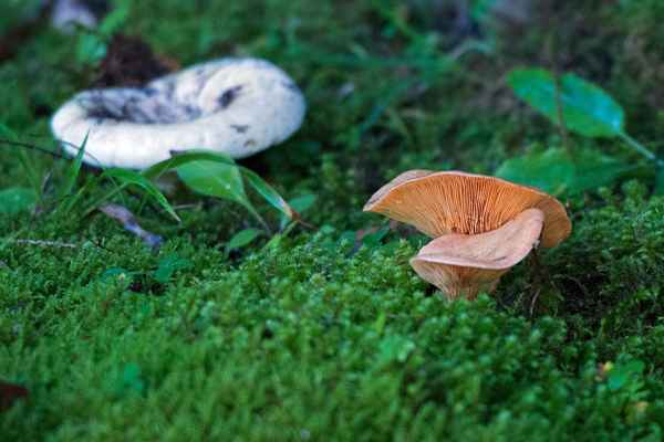 Überraschung im Herbstwald