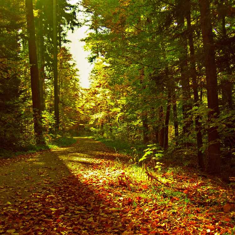 herbstlicher Waldweg