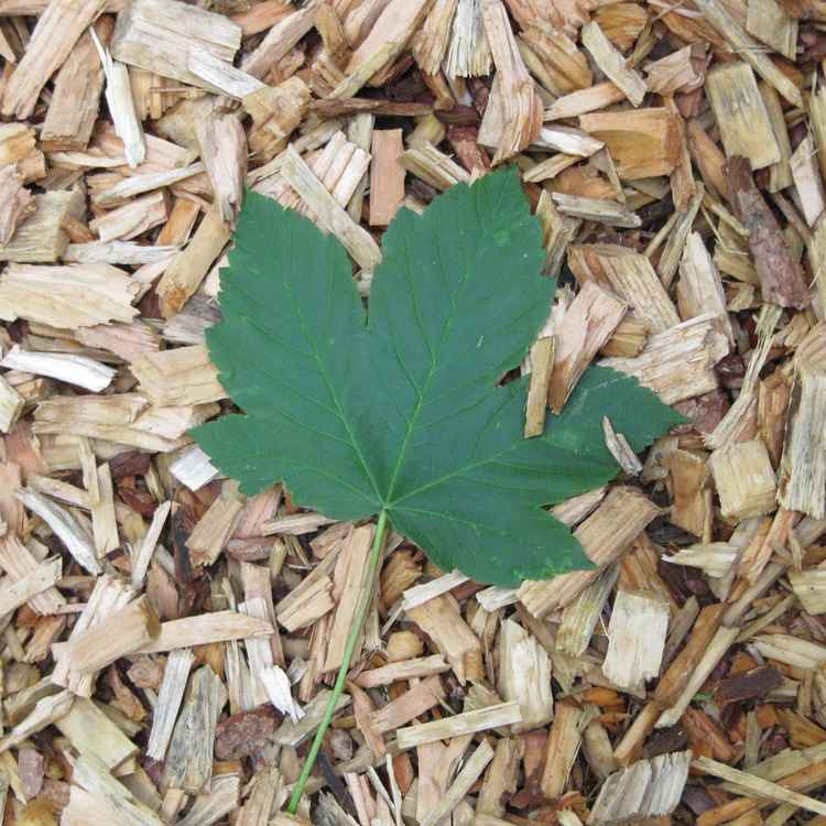 Ahornblatt auf Wanderweg