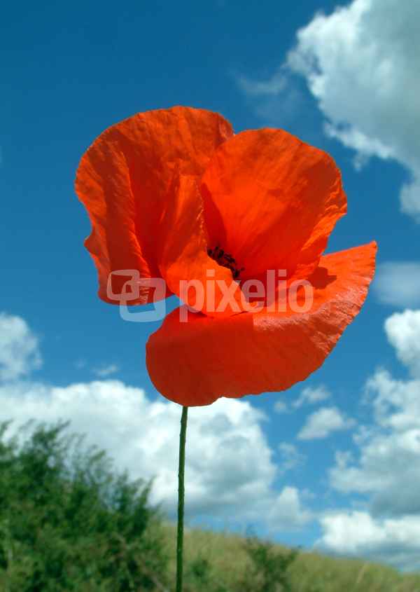 sommerlicher Mohn