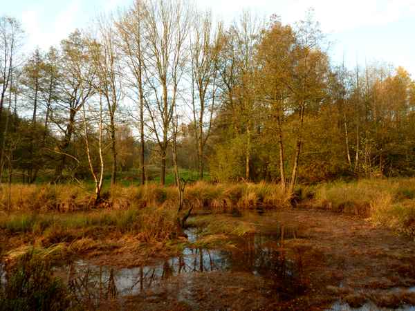 Herbst am alten Fischteich