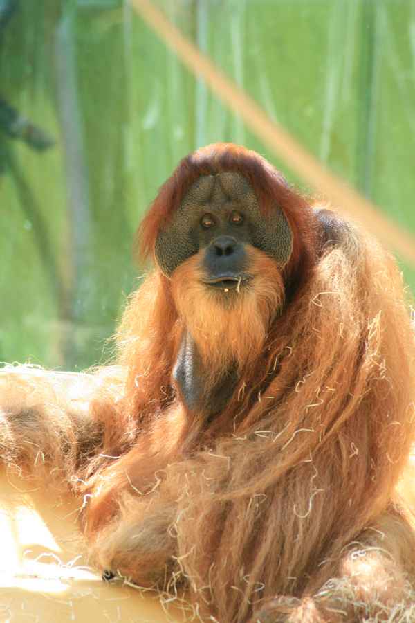 Orang-Utan