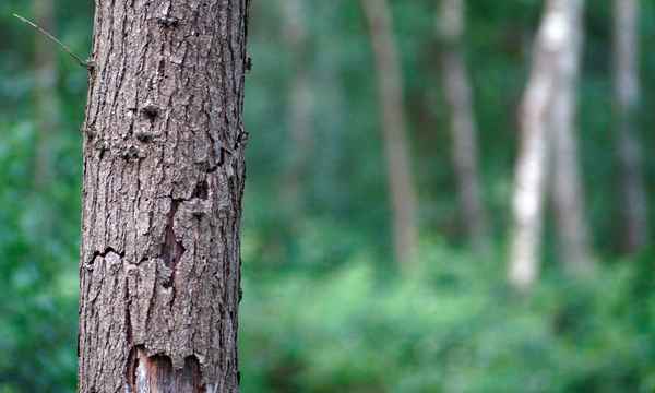 Baum mit Wald in Unschärfe