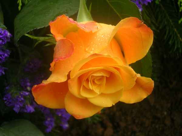 Rosenpracht2