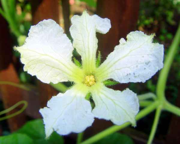 Kürbisblüte in weiß