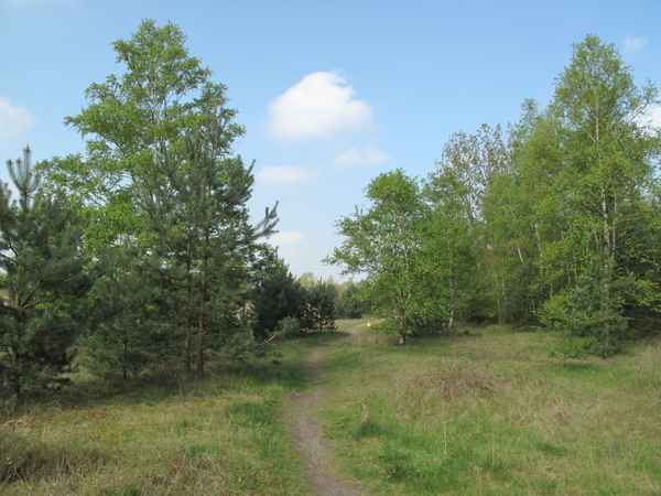 In freier Natur