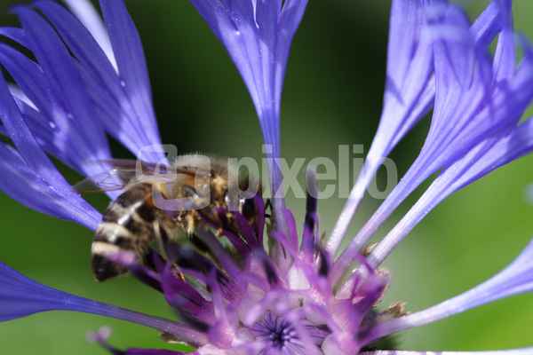 Kornblumenblau...