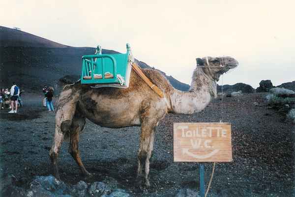 Hoffentlich glaubt das Keiner