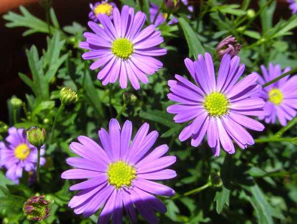 pink-lila der Sonne entgegen