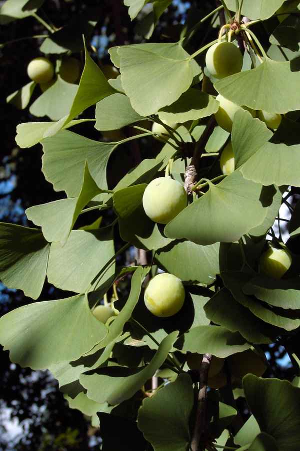 Ginkgo 2