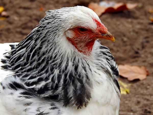 Huhn