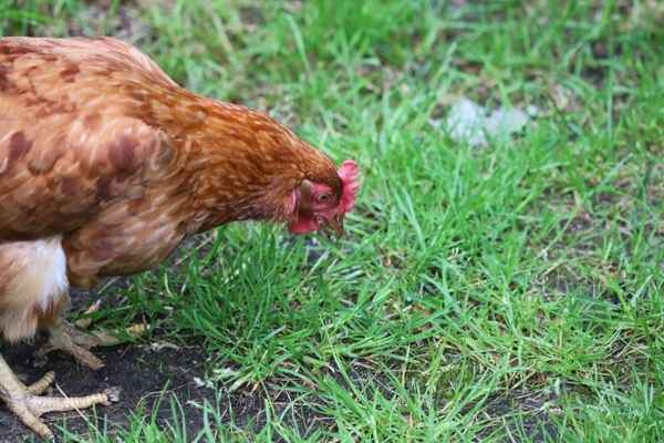 Huhn vom Nachbar!