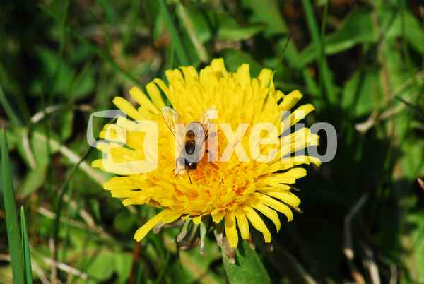 Biene auf Löwenzahnblüte