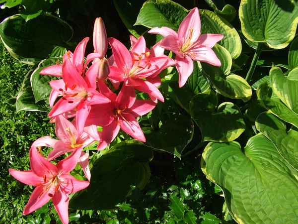 Schlossberg Lilien 5