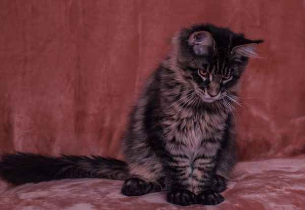 Maine Coon