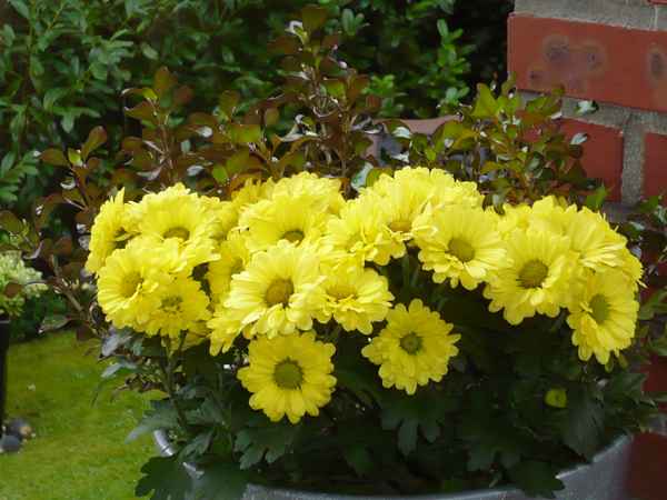 Schöne  Blumen