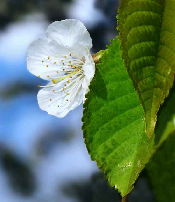 Eine Kirschblüte