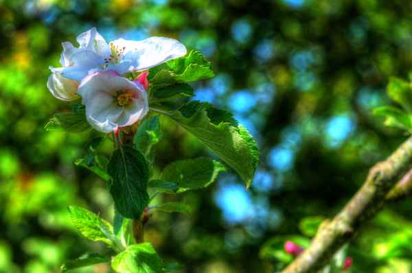Apfelblüte