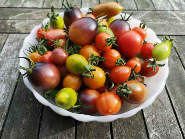 Bunte Tomatenernte