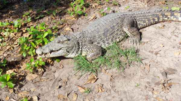 Krokodil