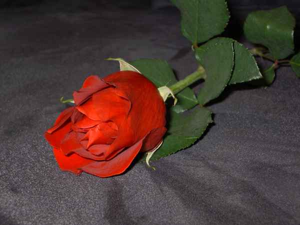 Red Rose