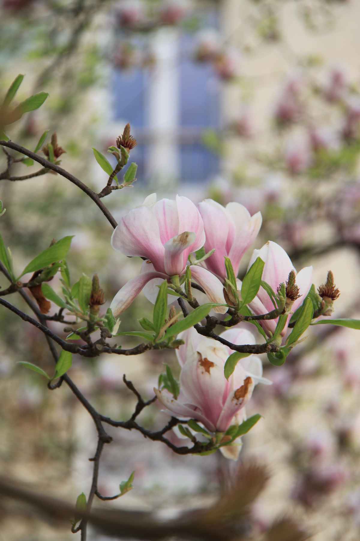 Kirschblüte Original