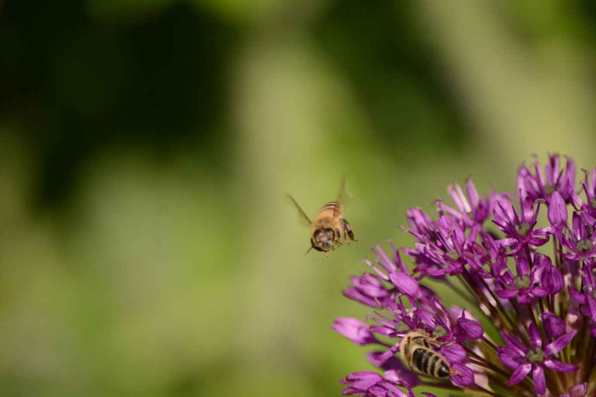 Biene im Anflug