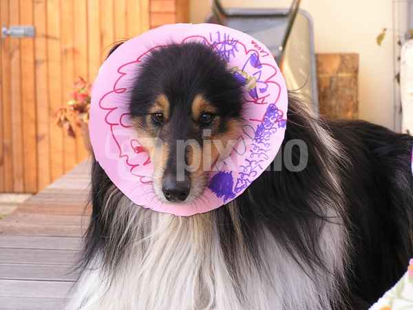 Collöwe