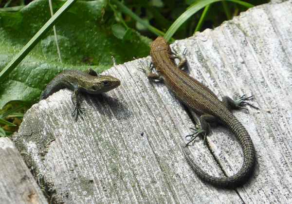 Zwei junge Eidechsen