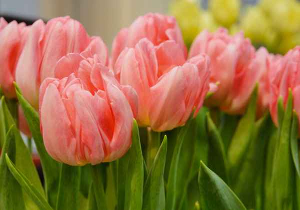 Tulpen-Traum in lachs-rosa 2