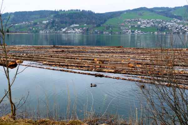 Flössen auf dem Ägerisee 1