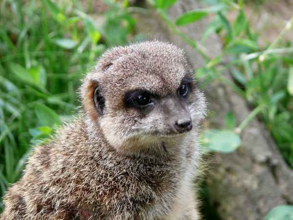 Erdmännchen - Portrait