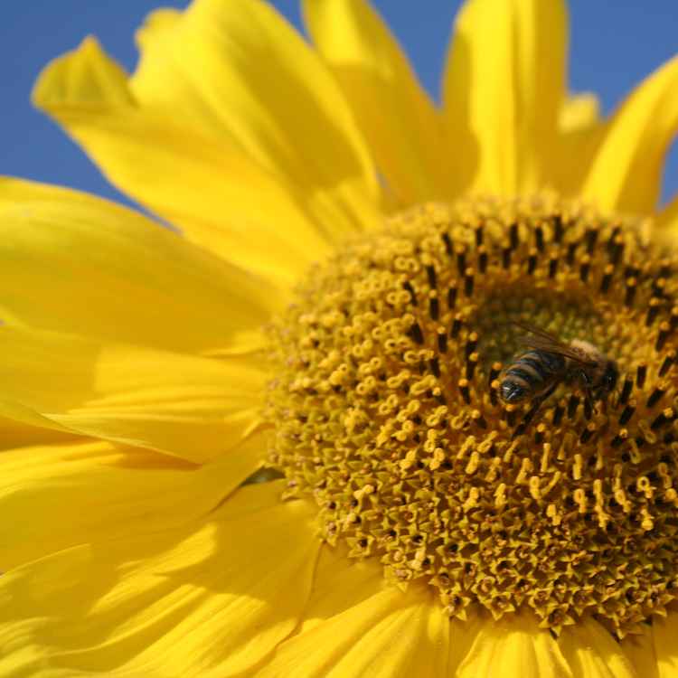 Sonnenblume