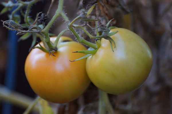 Herbsttomaten