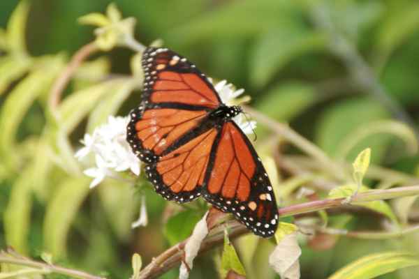 Schmetterling, Ver&ouml;ffentlichung bitte nur mit Urhebernennung: Alexander Hauk / alexander-hauk.de