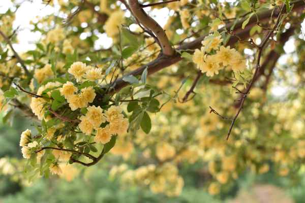 Yellow flower